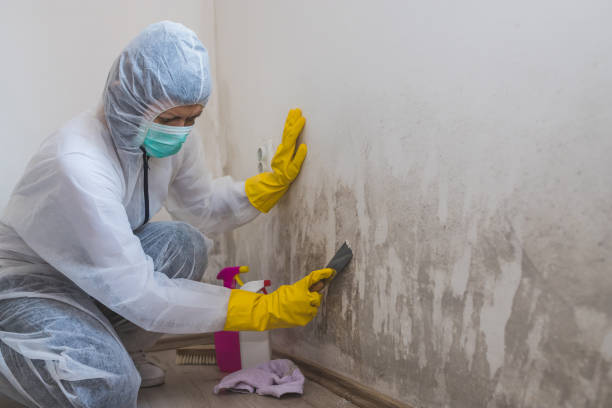 Best Mold Odor Removal Services  in Manhattan Beach, CA